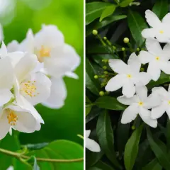 Två närbilder på vita blommor med gröna blad. Den vänstra sidan visar en klunga av jasminblommor med gula ståndare. Den högra sidan visar stjärnformade blommor med mörkgröna blad. Doft jasmin sprider sin ljuvliga doft.