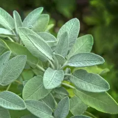 En närbild av en salvia blomma med sina mjuka, grågröna blad.