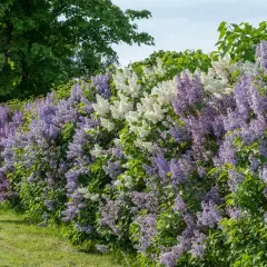 En lång häck av blommande syren sorter i lila och vita nyanser, med gröna blad och en gräsmatta framför.