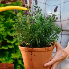 Vattnar en vacker lavendel perenn i kruka. Den lila blomman doftar ljuvligt och ger en känsla av sommar.