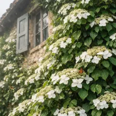 Vacker klätterhortensia klättrar på en stenvägg med ett fönster. Fjärilar och bin besöker de vita blommorna, en idyllisk scen med olika hortensia sorter.