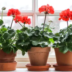 Tre krukor med röda pelargoner i olika pelargon sorter står på en fönsterbräda.