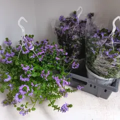 Hängande krukor med lila blommor av Scaevola aemula i en grå låda.