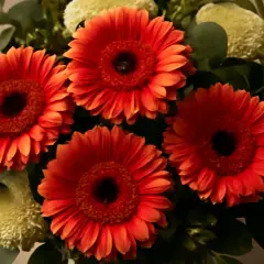En bukett med lysande orange gerbera blommor, omgiven av gröna blad och fluffiga vita blommor.