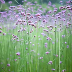 En äng av lila verbena i kruka, med mjuka gröna stjälkar som sträcker sig mot himlen.
