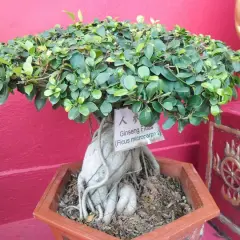 En vacker ficus microcarpa ginseng bonsai med tjock, snirklig stam och frodig grönska.