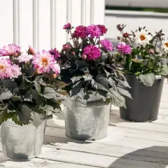 Tre krukor med vackra dahlior i rosa, lila och vita nyanser. Perfekt för att plantera dahlia och skapa färgklickar på altanen.