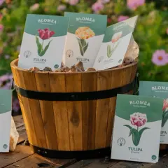 En träkorg fylld med tulpanlökar och förpackningar med olika sorters tulpaner. Bakgrunden är en blomstrande äng med rosa blommor, som påminner om en vacker aster blomma.
