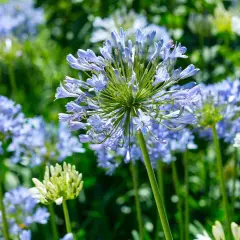 Afrikas blå lilja blommar trots att det är minusgrader. En vacker syn av blå och vita blommor i en trädgård.