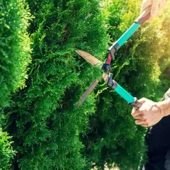 En person klipper en thuja med en häcksax.