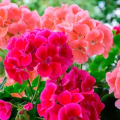 Färgglada blommor av engelsk pelargon i rosa och cerise.