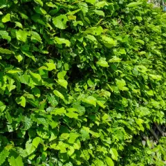 En tät, grön häck av avenbok kantas av en trottoar. Bladen är ljusa och friska i sommarsolen.