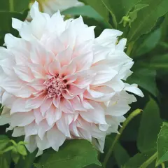 En vacker, ljusrosa och vit dahlia blommar i frodig jord till dahlior.