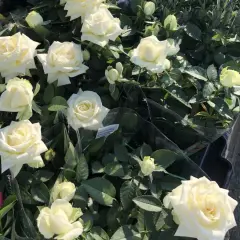 Vackra vita rosor i kruka, perfekta att plantera rosor i kruka utomhus för att skapa en ljuvlig doft och färgklick på balkongen eller uteplatsen.