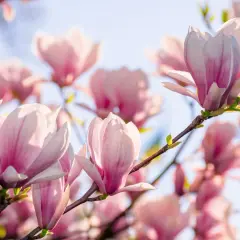 Rosa magnoliaknoppar som blommar mot en ljusblå himmel. En gren med en vacker klippa magnolia i förgrunden.