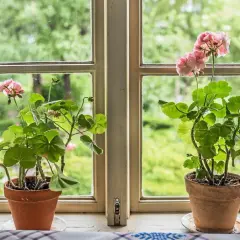 Två krukor med gammaldags pelargoner står i ett fönster med spetsgardiner. Utanför syns en grönskande trädgård.