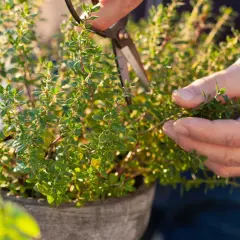 En hand klipper en frodig timjan perenn i en kruka. Solen lyser på de små gröna bladen.