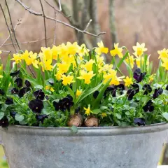 En zinkbalja fylld med gula påskliljor och mörklila penséer. En vacker vårplantering att plantera påskliljor i kruka ute.