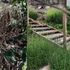 Före och efter: en vissnad lavendelbuske bredvid en frodig, blomstrande lavendel som växer längs en trappa. Nu vet man när ska man klippa ner lavendel.