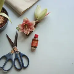 En amaryllis i blom, en knopp, sax och en liten flaska. Förberedelser för hur vattnar man amaryllis.