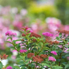 En buske med rosa blommor och bruna blomknoppar. Olika spirea sorter blommar i trädgården.