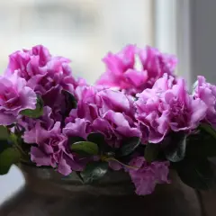 En bukett med lila azalea blomma i en mörk vas.