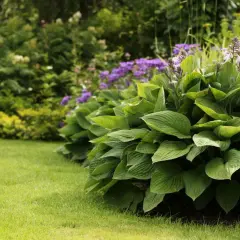 En frodig rabatt med olika funkia sorter och lila blommor i en grönskande trädgård.