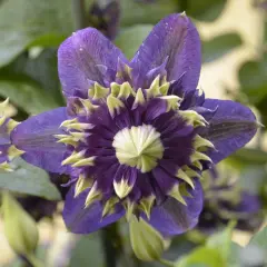En vacker klematis i kruka med lila kronblad och ljusgröna spetsar. Blomman är i fokus med gröna blad i bakgrunden.