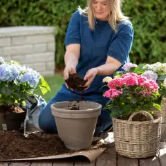 Kvinna planterar en vacker hortensia rabatt med rosa och blå blommor. Jord i händerna, krukor och korgar runt omkring.