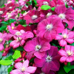 En frodig klematis spaljé med blommor i olika nyanser av rosa och lila.
