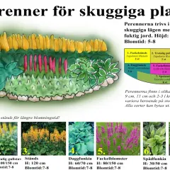 En illustration av en perennrabatt med gul och rosa blomning, perfekt rabatt inspiration för skuggiga platser.