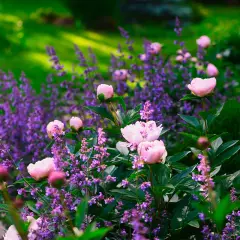 En rabatt med rosa pioner och lila lavendel, vackra fleråriga blommor som blommar i sommarsolen.