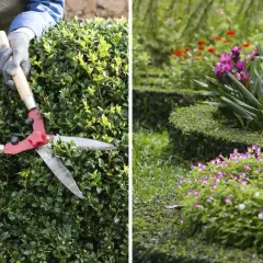 Händer med handskar klipper en grön buske med en stor röd sekatör. I bakgrunden blommar en vacker trädgård.