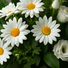 En bukett med vita prästkragar, en marguerite blomma, och vita rosor.