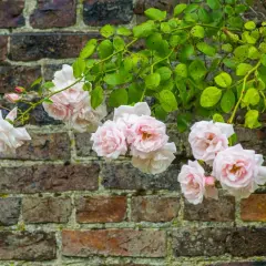 Rosa 'New Dawn' klättrar mot en gammal tegelvägg. Dessa tåliga rosor zon 5 blommar rikligt med ljust rosa blommor.