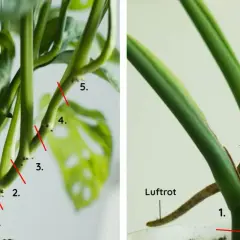 Delar av en monstera stickling med numrerade snitt och luftrötter. Perfekt för att föröka din Monstera.