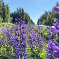 En fält av lila lupiner, även kända som kaukasiskt fetblad, längs en väg kantad av skog.
