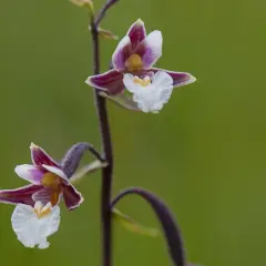 Två vackra orkidéer i Sverige, med lila och vita kronblad, blommar mot en grön bakgrund.