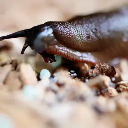 Nematoder mot sniglar: små, vita ägg på marken, kanske en ny början för en naturlig kamp mot snigelplågan.