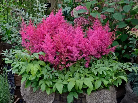 Astilbe i kruka - Så lyckas du med frodig blomning!