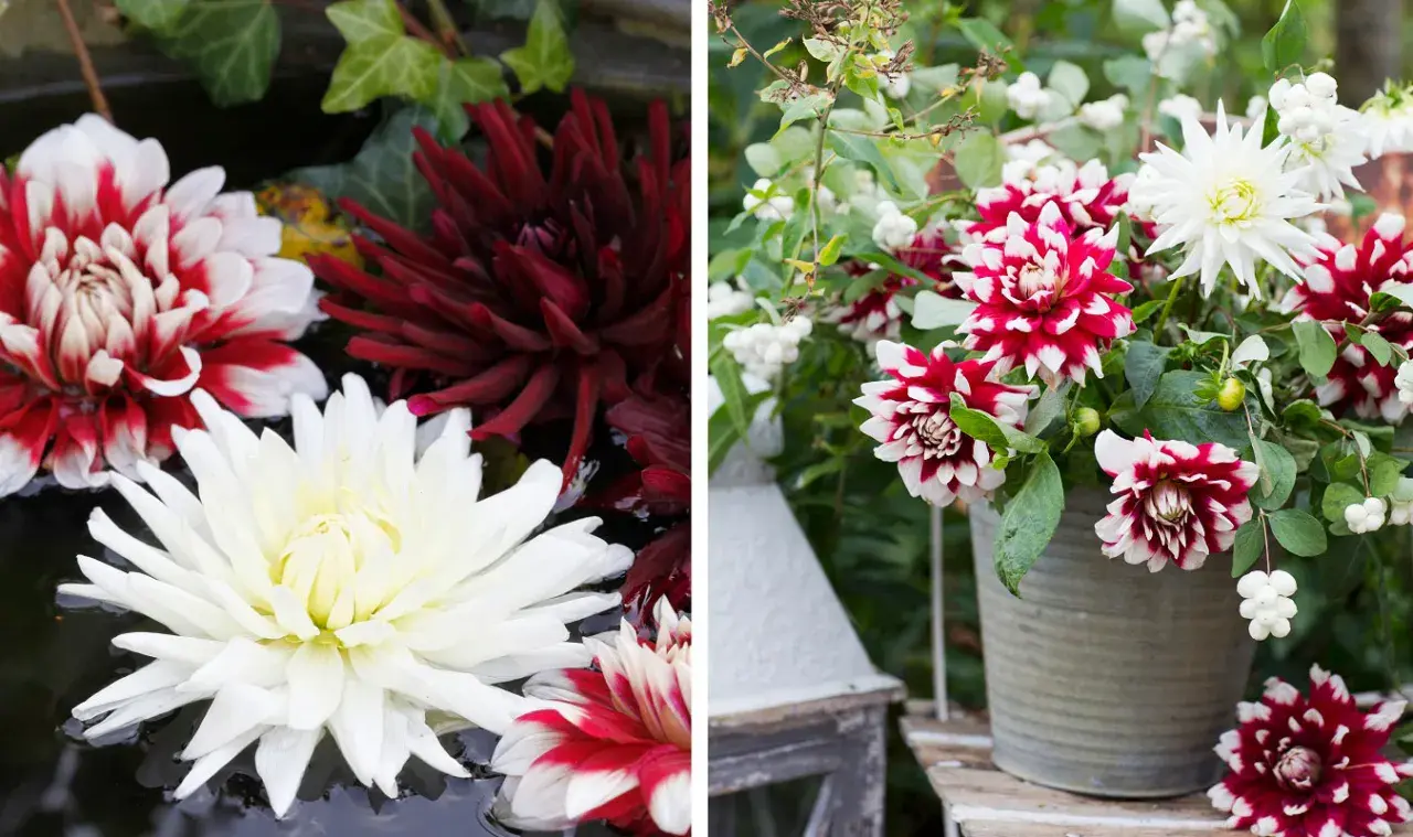 Vacker dahlia i kruka med blommor i vitt, rött och mörkt vinrött. En dahlia i kruka som lyser upp trädgården.