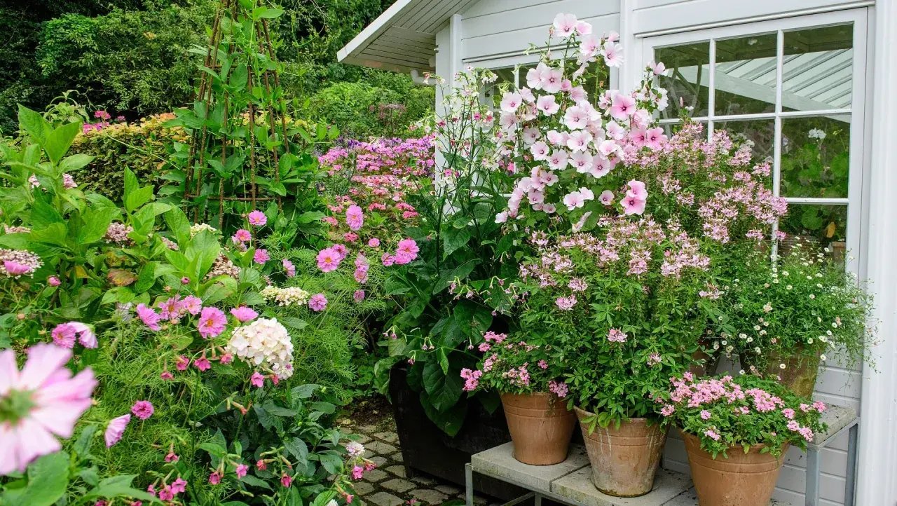 En lummig trädgård med massor av sommarblommor i kruka. Rosa och vita blommor i olika storlekar skapar en färgsprakande och inbjudande miljö.