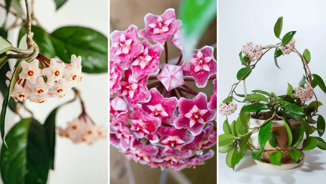 Triptyk med vackra hoya blommor i olika nyanser av rosa. En närbild visar detaljerade stjärnformade blommor, medan en annan visar en hel planta i kruka.