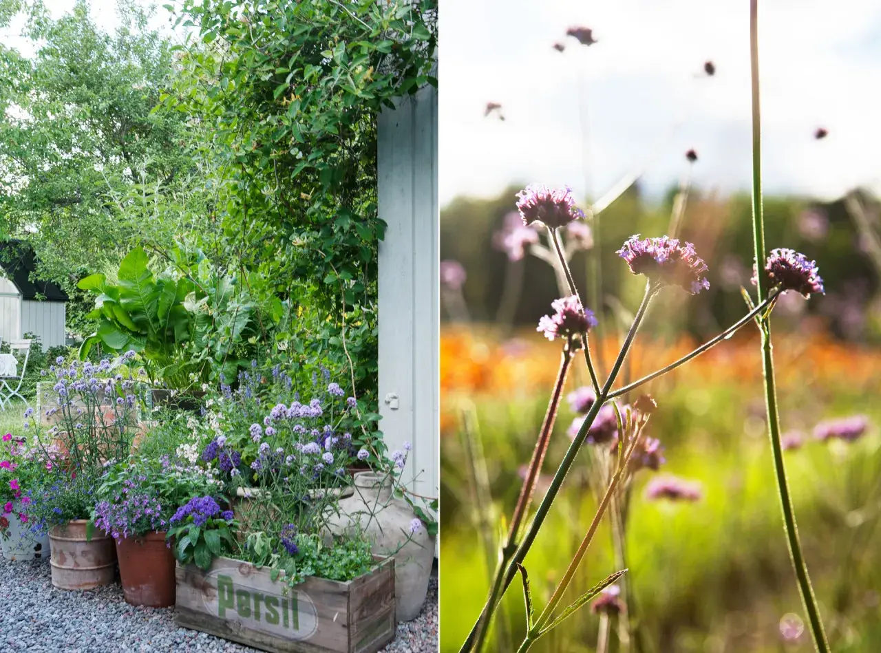 En lummig trädgård med olika kaprifol sorter i krukor och en äng med lila blommor i solljus.