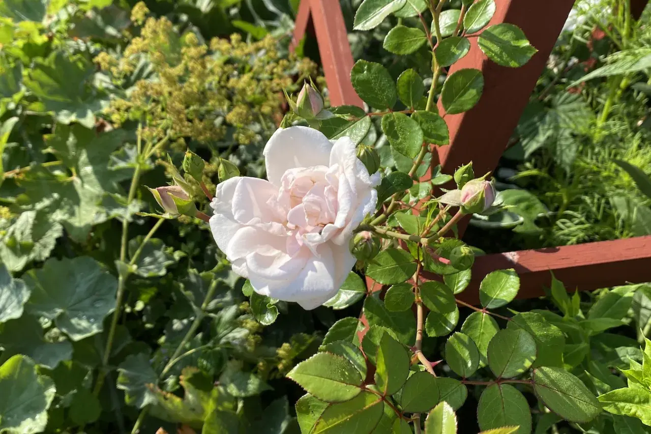 En ljusrosa ros i kruka blommar vackert bland gröna blad och knoppar.