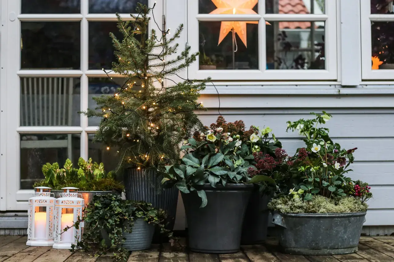 Julblommor i kruka skapar en mysig julkänsla på verandan. En liten gran med ljusslinga och vackra blommor i krukor.