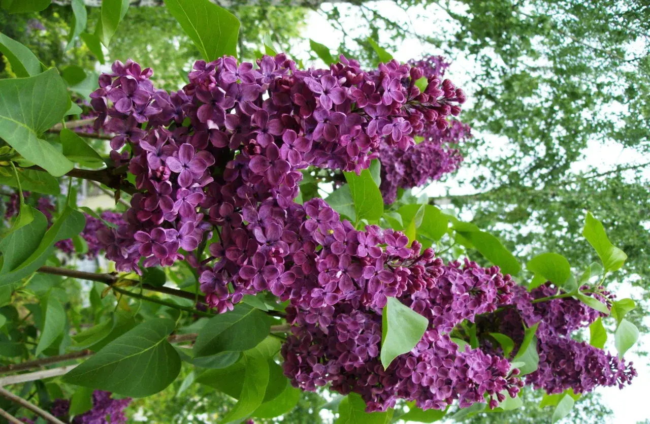 En uppstammad syrenbuske blommar med rikliga, lila klasar mot en bakgrund av gröna blad och ljus himmel.