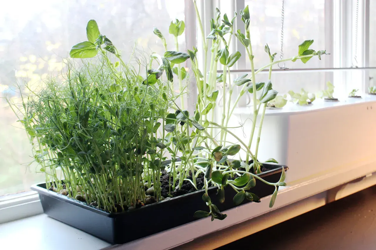 Färska skott av ärter och andra grönsaker växer i en fönsterkarm, redo att användas som krydda, likt laurus nobilis.