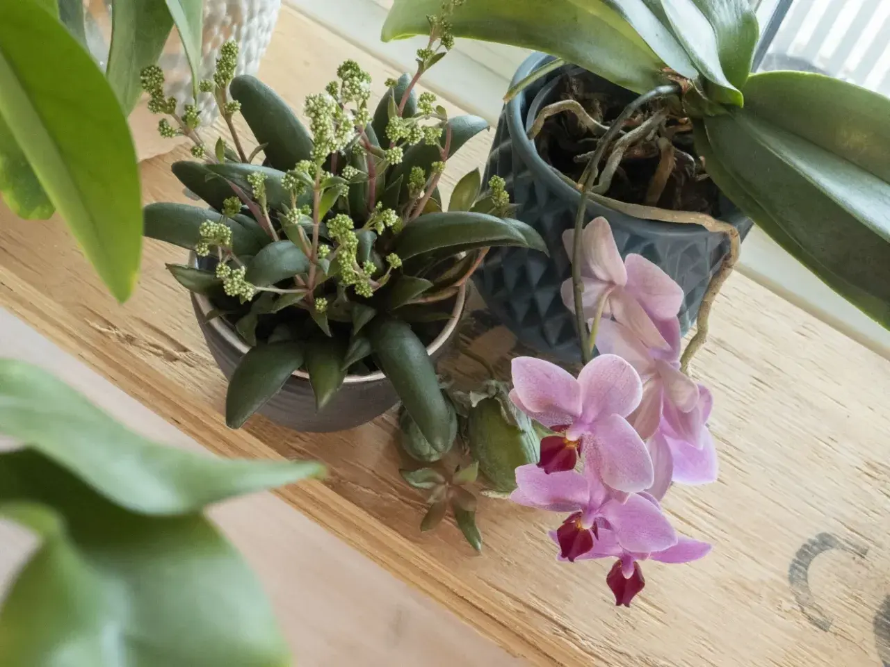 En kalanchoe blomma med små gröna blommor står bredvid en rosa orkidé på en trähylla.