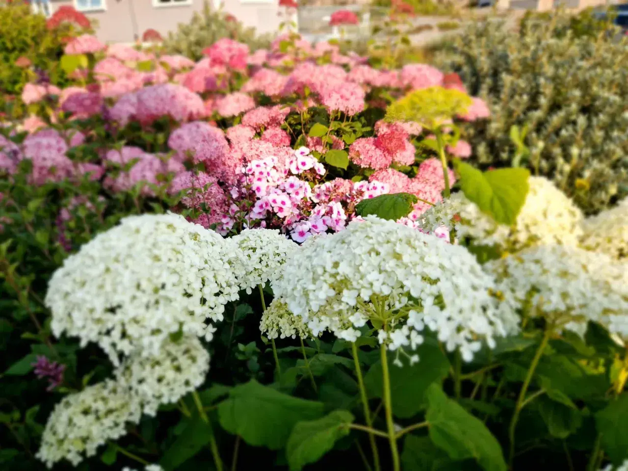 Vita och rosa hortensior blommar frodigt i trädgården. De stora blomklasarna ger en känsla av sommar och trivs i väldränerad hortensia jord.